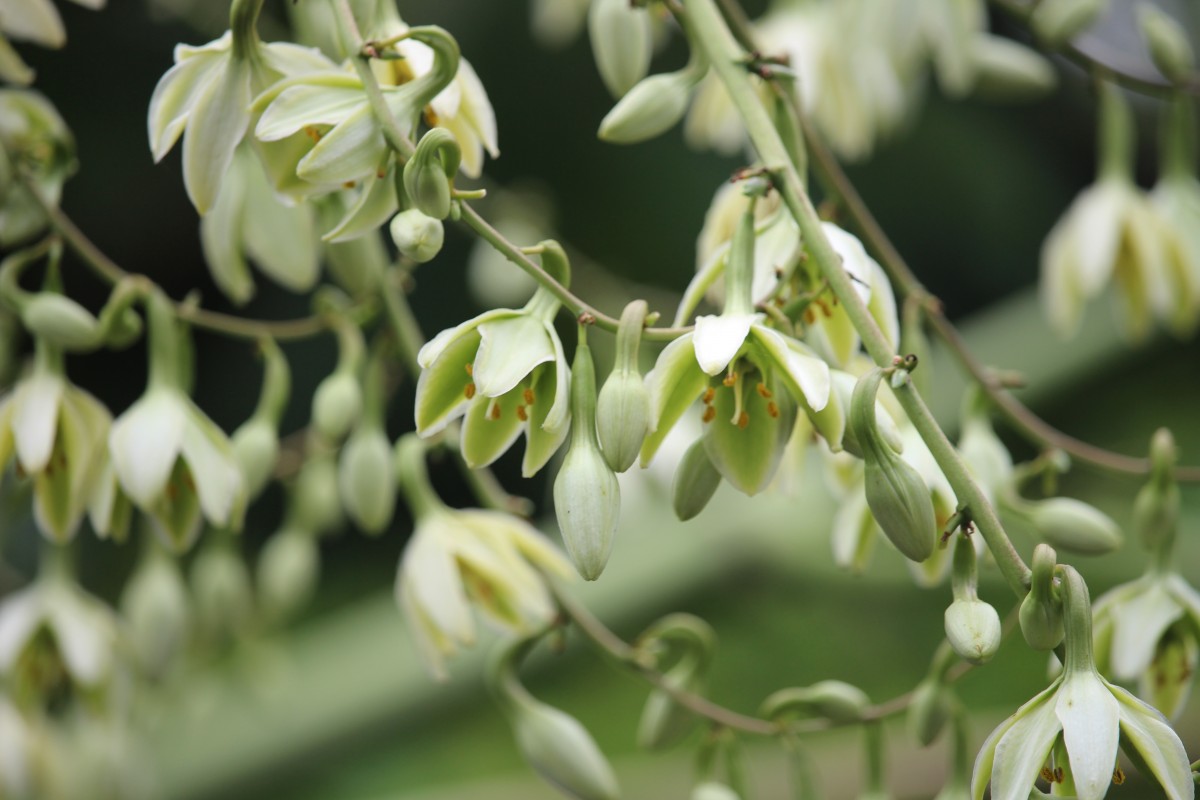 Furcraea foetida (L.) Haw.